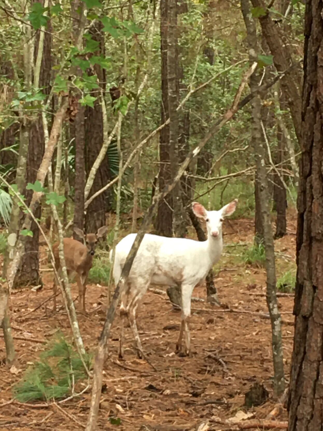 deer hunter 5 tracking trophies albino deer