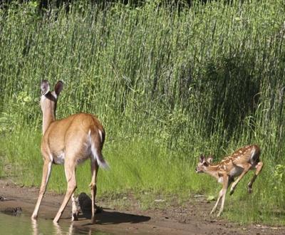 Photo: Kicking up our heels | New River Valley | roanoke.com