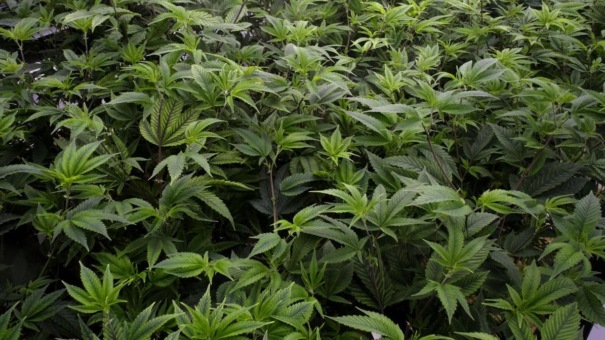 CASEY: Now that weed is legal to grow in Virginia, where can we get seeds? - Vimarsana News
