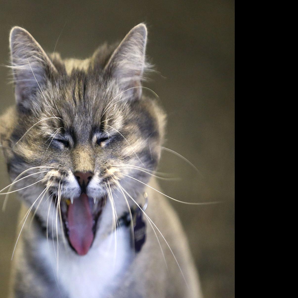 Rash Of Shaved Cats Found In Waynesboro Virginia Roanoke Com