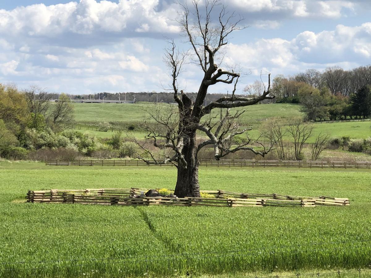Storm Leveled Smithfield S 400 Year Old Merry Oak New River Valley Roanoke Com