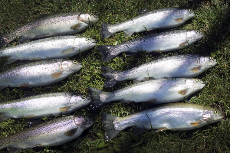 Blacksburg man finds new purpose in trout farm Blacksburg News