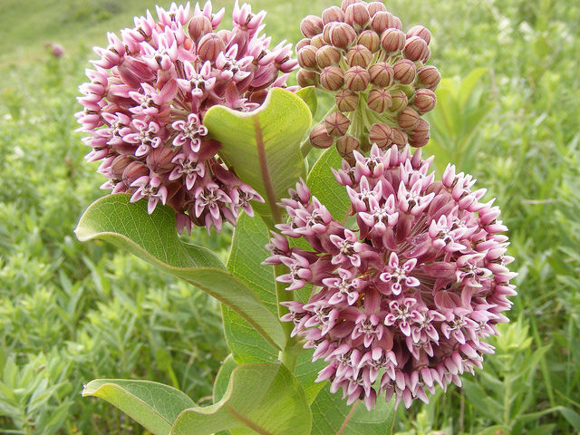 How toxic is milkweed?