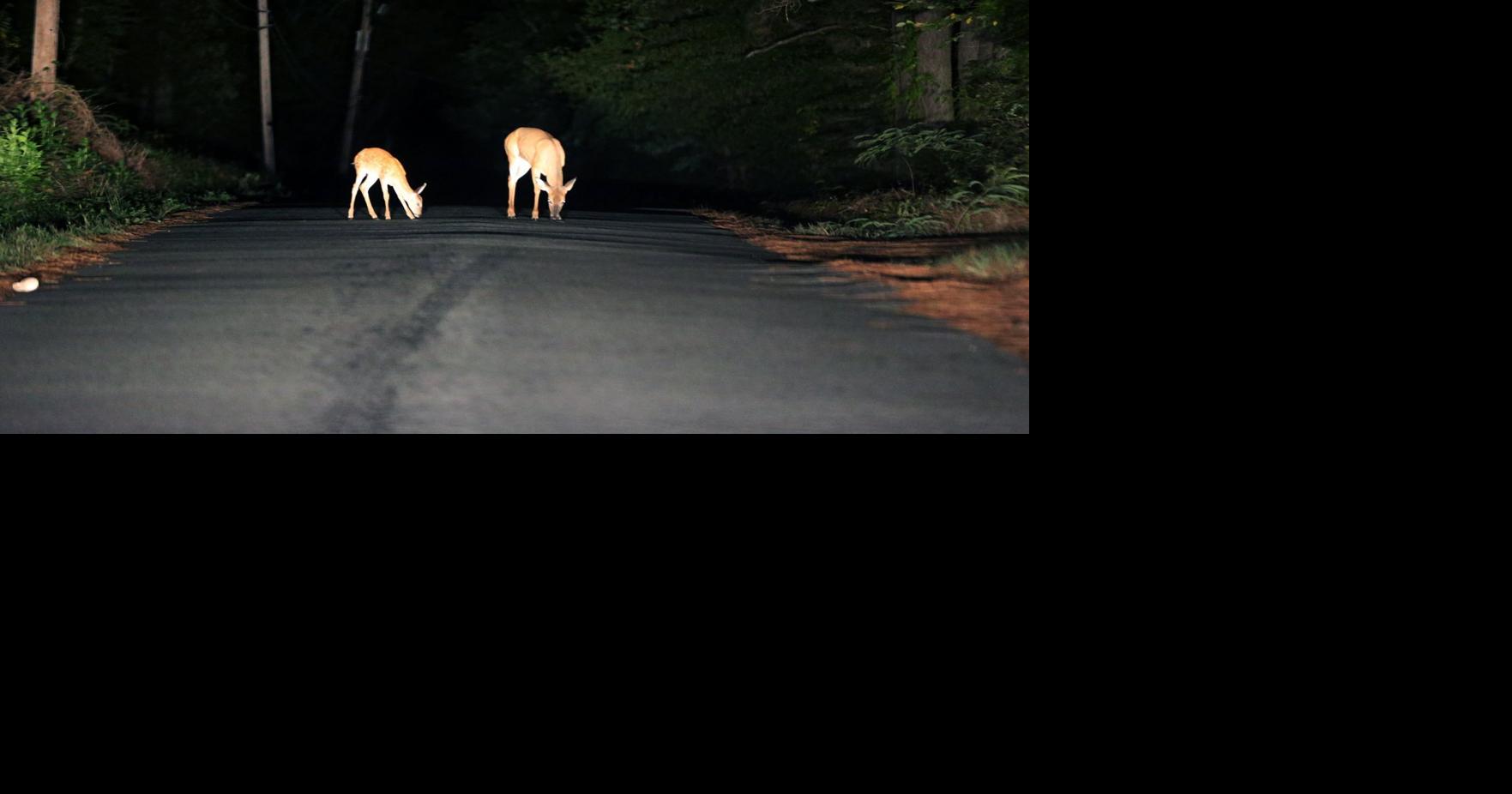 Virginia drivers cautioned to look out for deer in the headlights