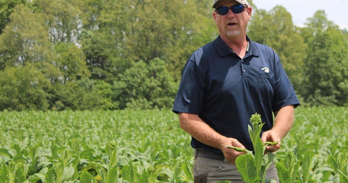'We’ve got a mess.' Drought only part of 'perfect storm' impacting Pittsylvania farmers