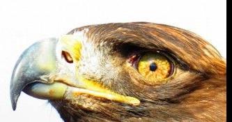 Up in the air: Questions remain about eagles and wind turbines in Botetourt County - Vimarsana News