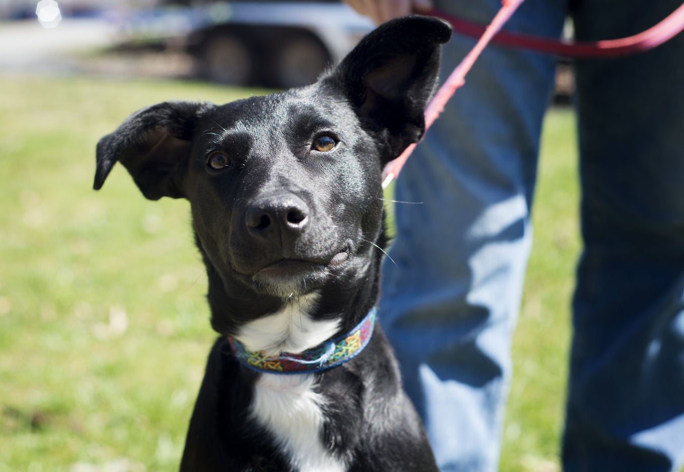 humane society no kill near me