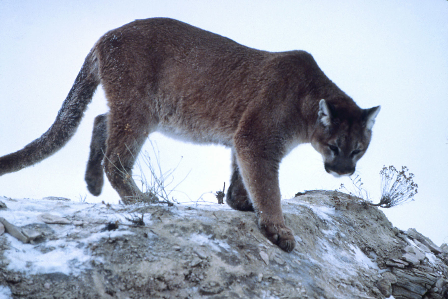 pictures of eastern cougars