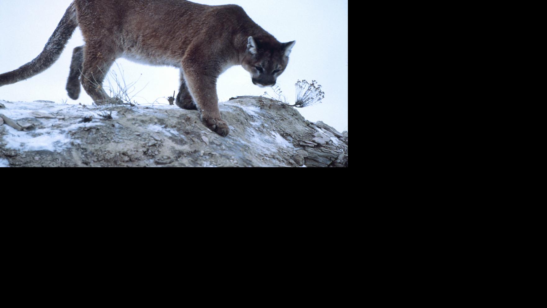 Woym Apex Predator Cougars May Not Need Any Help Returning To Virginia Local News Roanoke Com