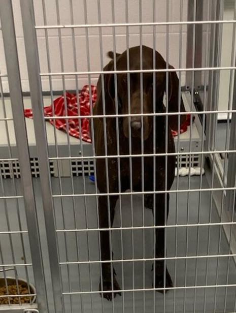 Animal shelter reopens after brief shutdown