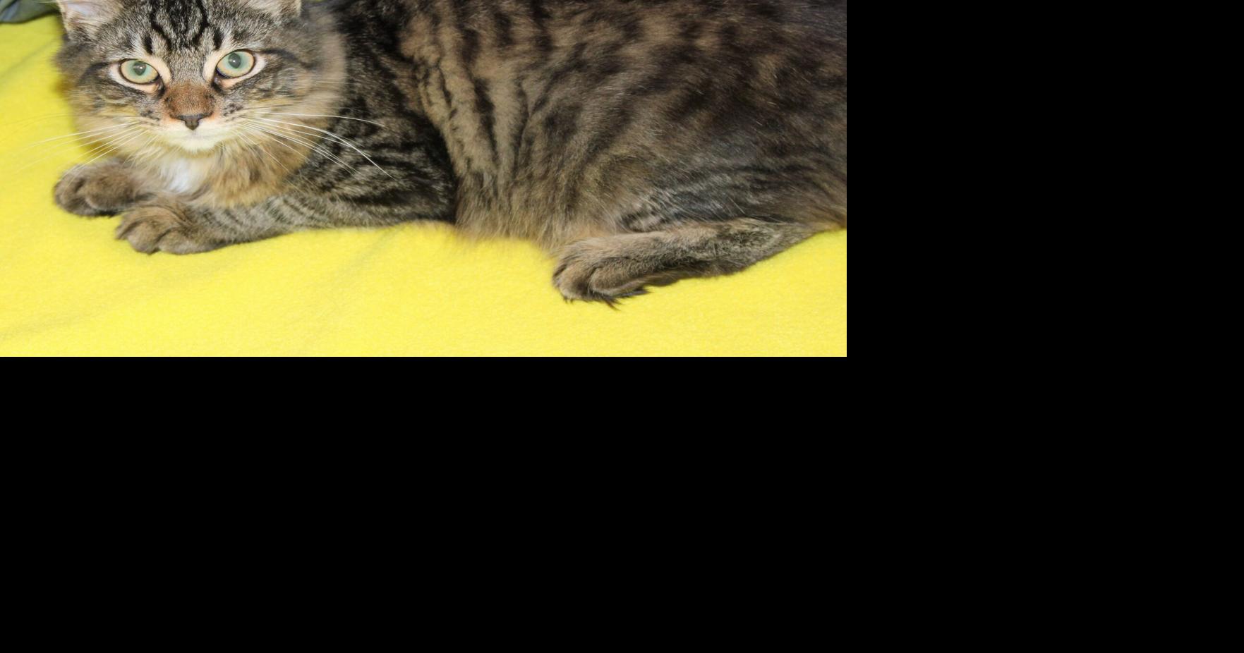 Pet of the Week: Herbert
