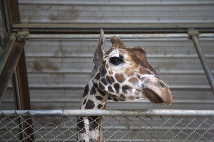 Natural Bridge Zoo owner optimistic after latest inspection
