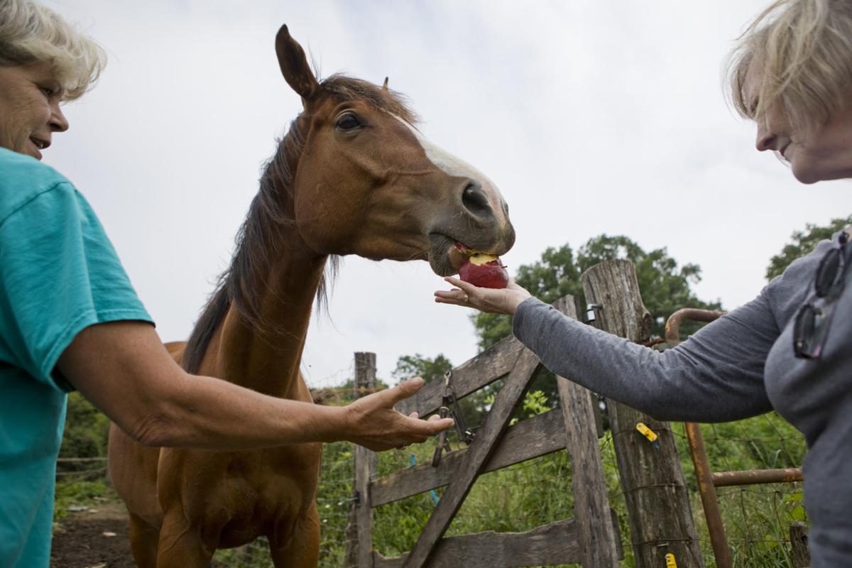 Horse Therapy Center In Raphine Hopes To Rebuild After Devastating