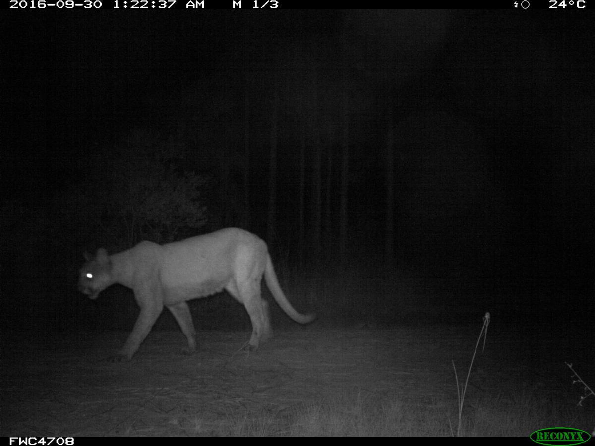 Tennessee Cougar Sightings Pose Questions For Virginia Virginia