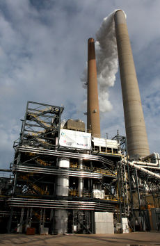 Mountaineer plant