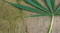 Casey Judge Rules Bedford 6th Grader S Not Pot Lawsuit May