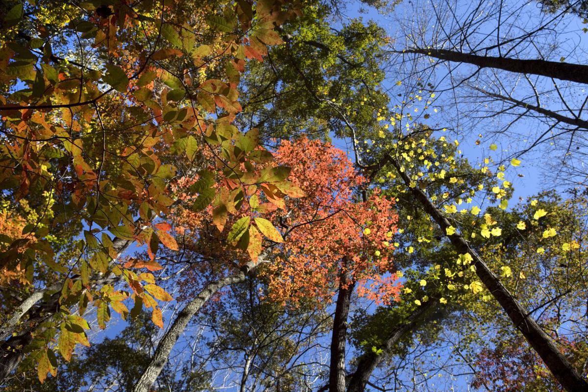Fanatical Botanical Why do leaves change color in autumn?