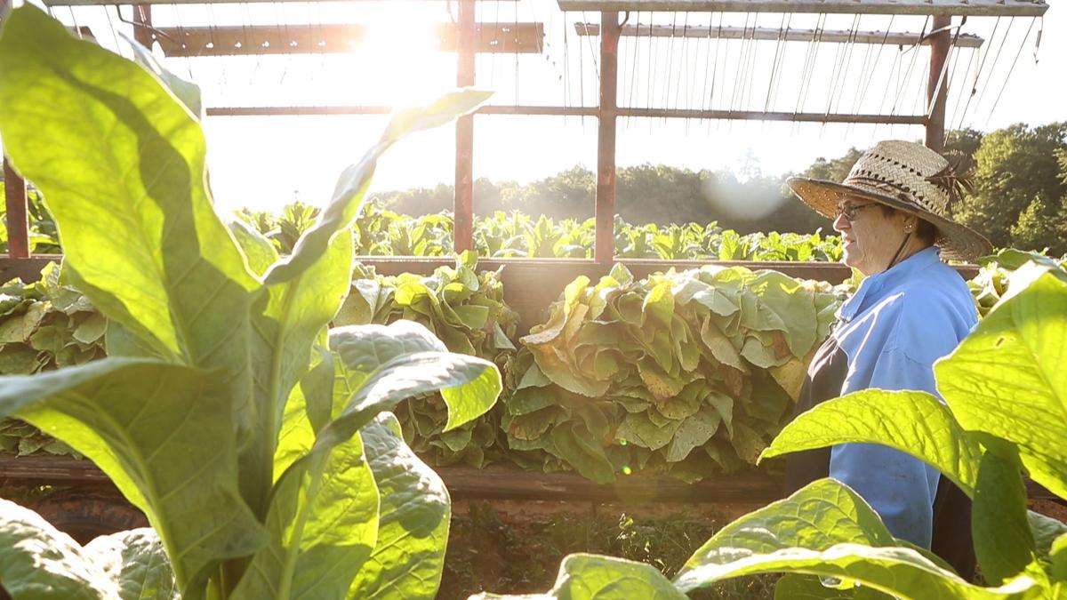 On Penhook Tobacco Farm One More Time To Plant One More - 