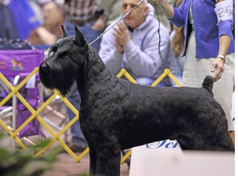 Westminster schnauzer hot sale