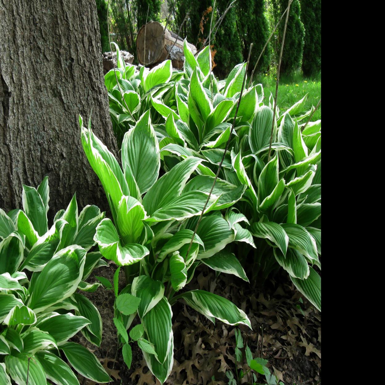 Fanatical Botanical How To Protect Your Hostas Archive
