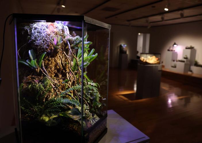 012325-roa-nr-Terrariums