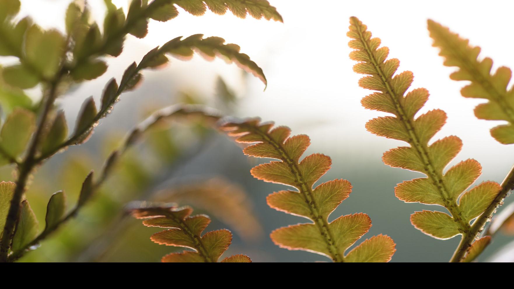 Fanatical Botanical Evergreen Perennials Add Color To Winter