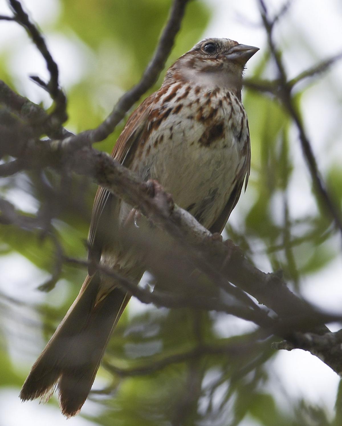 ms whitesongsparrow 062118 p02
