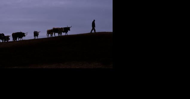 Radford man charged in cattle rustling case - Vimarsana News
