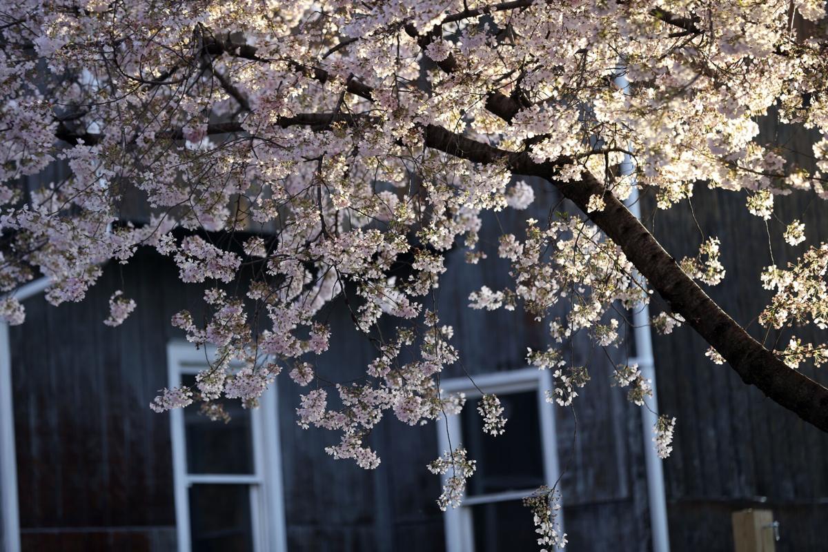 -040121-roa-blossomsGAL-02