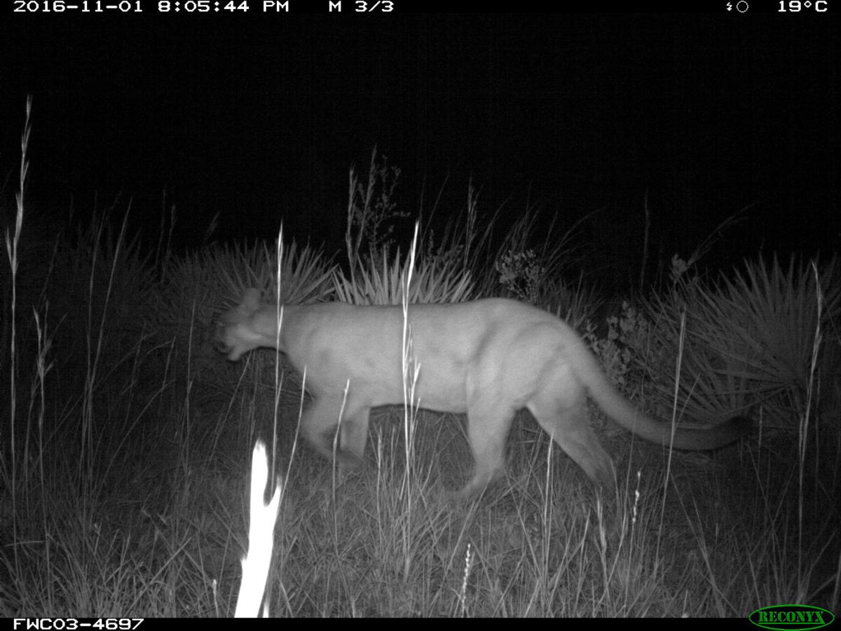 Tennessee Cougar Sightings Pose Questions For Virginia Virginia