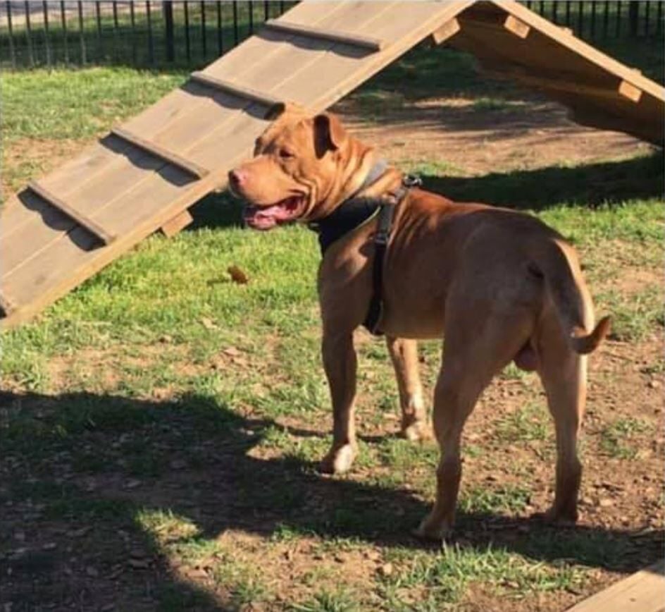 Vets Create New Spiked Vests to Protect Dogs From Vicious Attacks