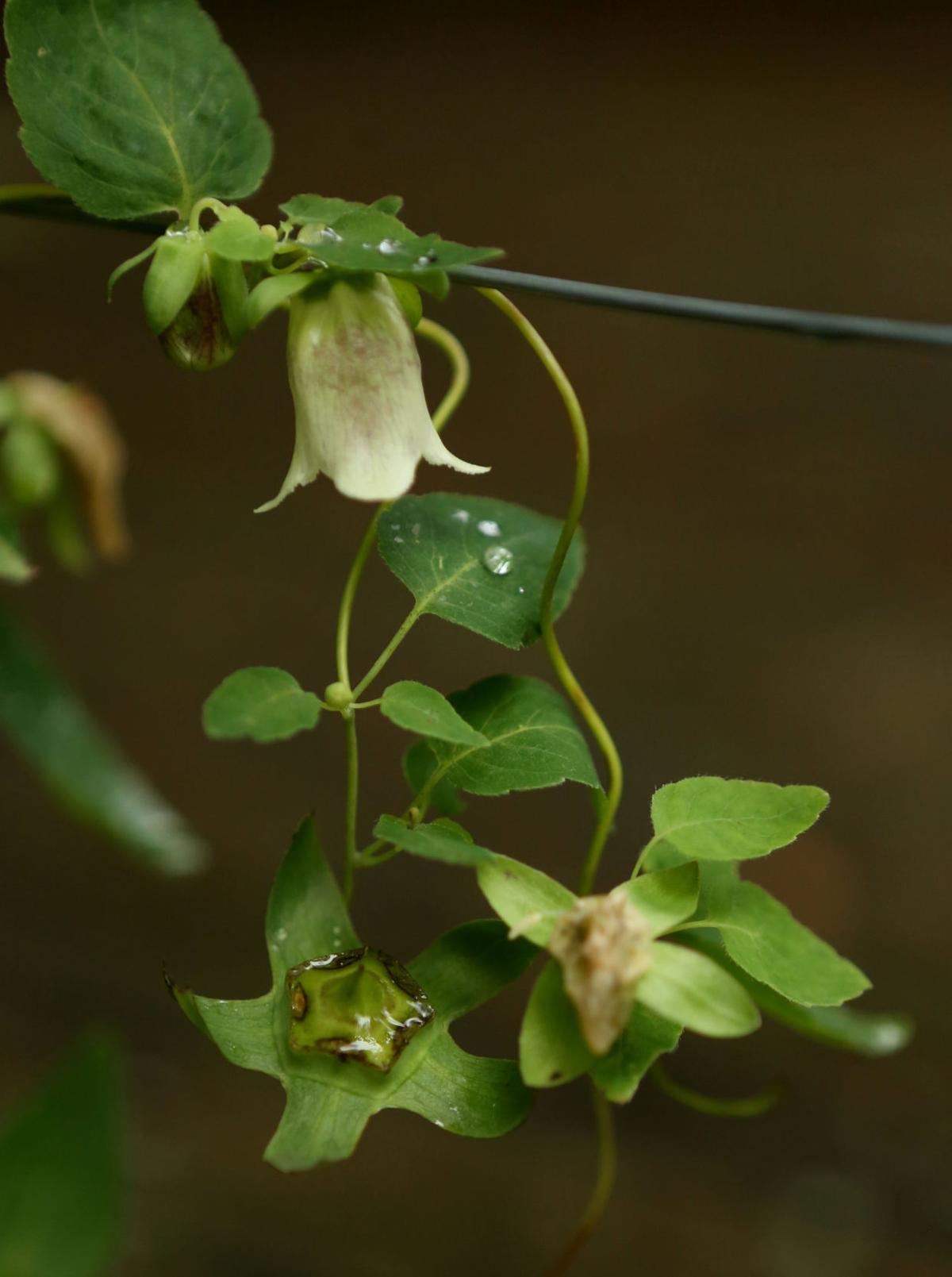 Can Chinese medicine cure farm deficiency