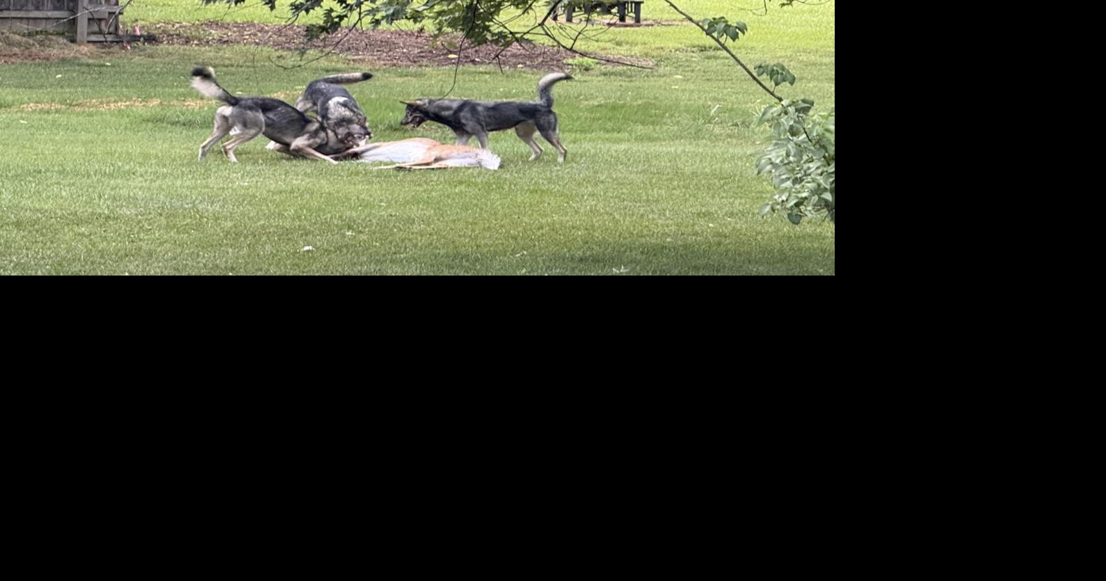 CASEY: Judge dismisses all charges in Deyerle wolf-dogs running at large case