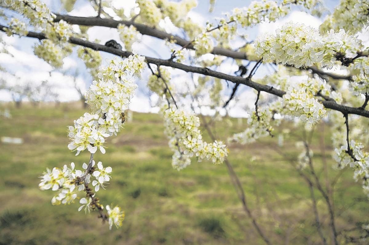 With plums and peach trees blooming early, farmers increasingly
