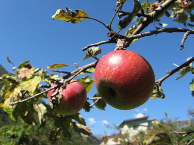 Apples Of My Eye With Recipes Archive Roanoke Com