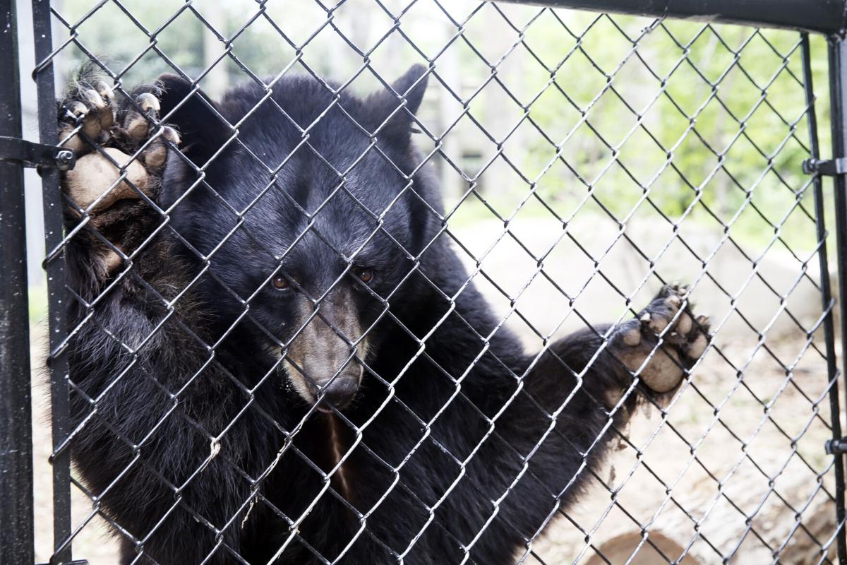 041521-roa-zoobear-02 (copy)