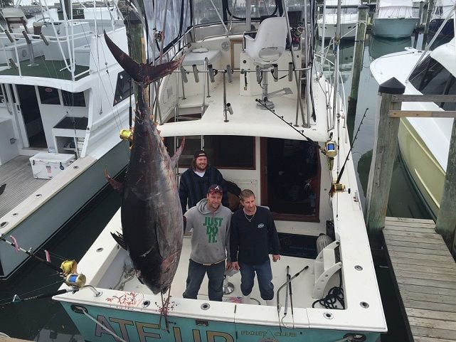 State record 900-pound Bluefin Tuna caught off North Carolina