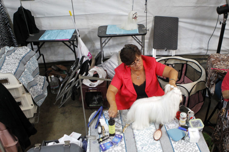 Furry pals flaunt at Mountain Valley Dog Show Virginia
