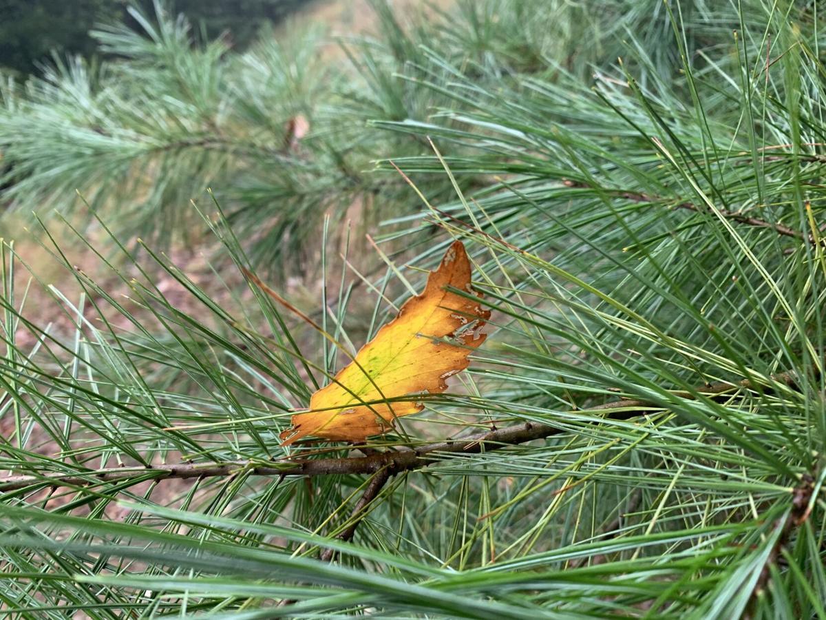 Fall leaf