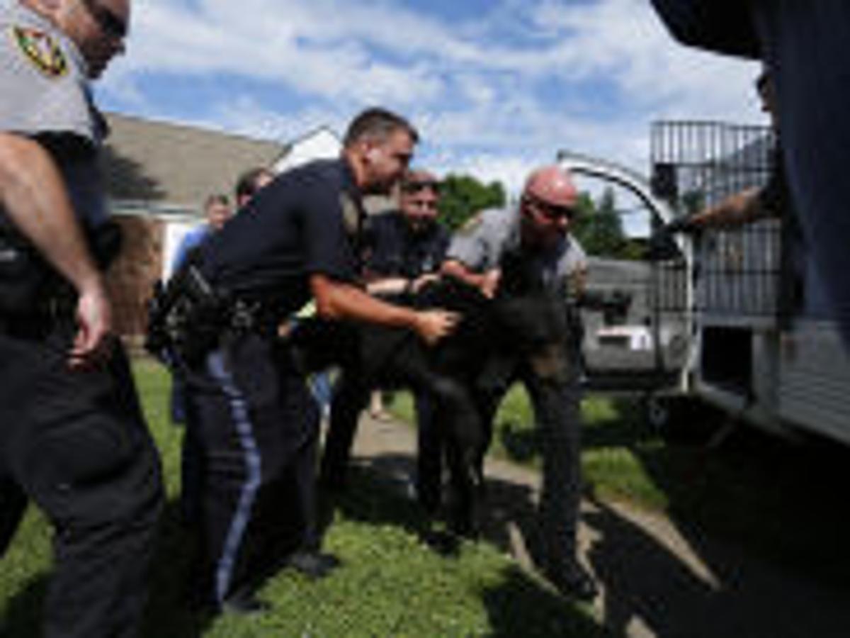 Roanoke Police Make Changes To Animal Control Unit Local News - roanoke police make changes to animal blox piece warden Roanoke Police Make Changes To Animal Control Unit Local News - blox piece warden