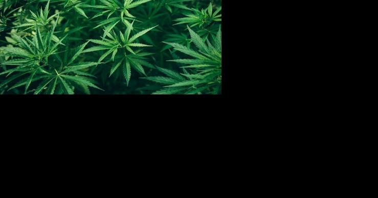Listen now: Stories of cannabis, 'The Northman' and strengthening your finances - Vimarsana News