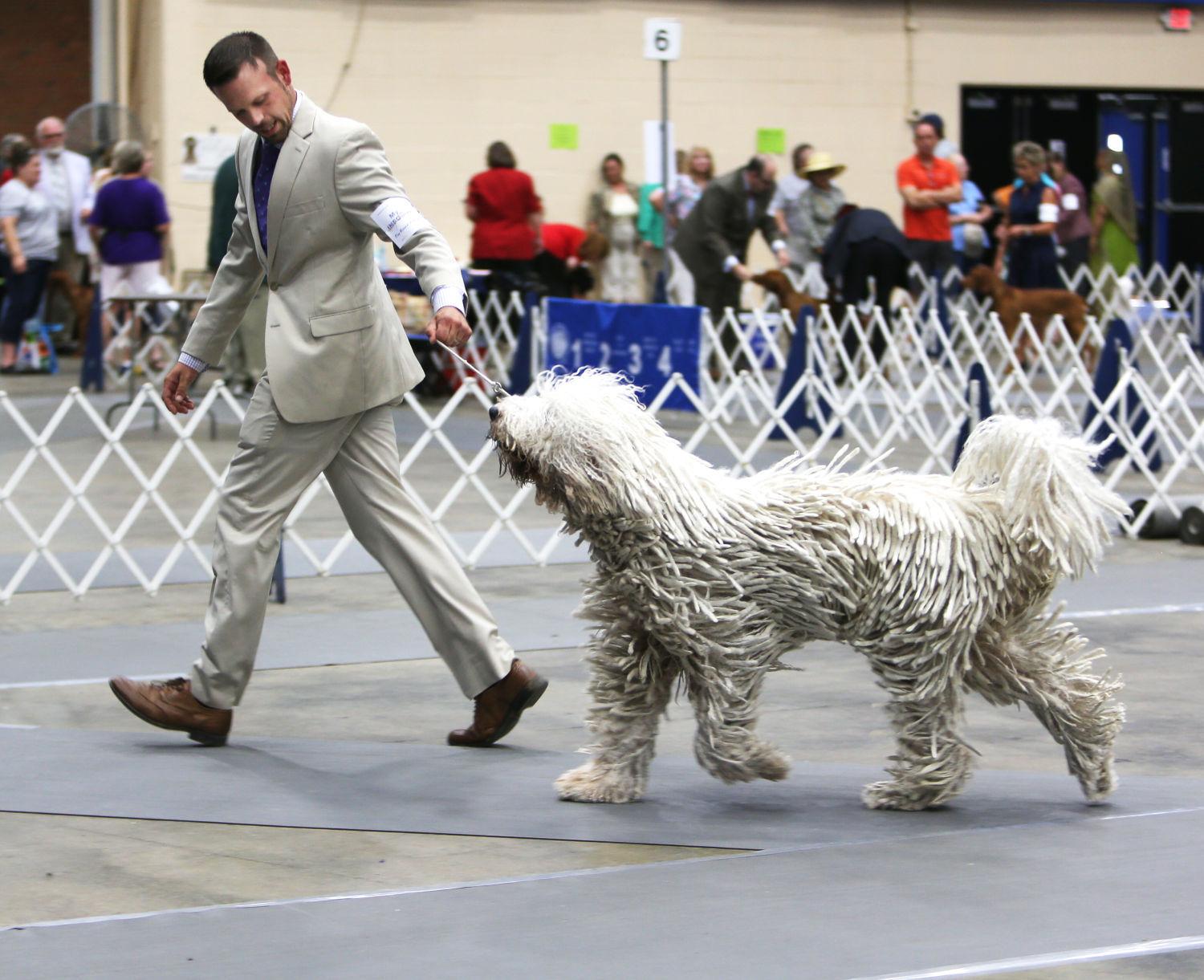 Mountain Valley Cluster Dog Show