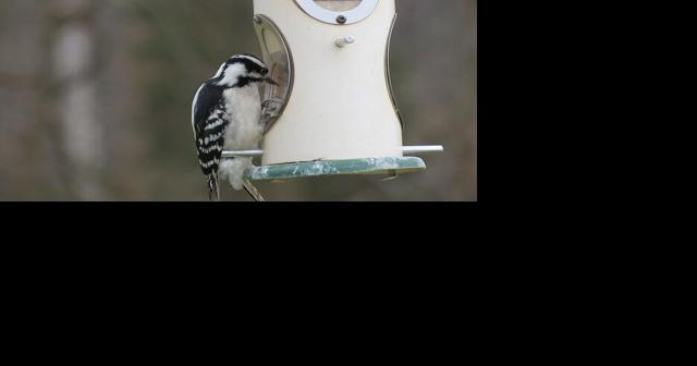 Grab some binoculars: Claytor Lake State Park to hold bird count - Vimarsana News