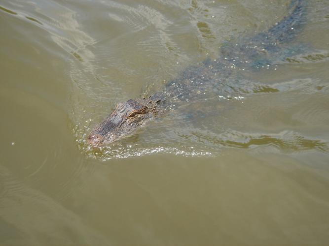 alligator 051516
