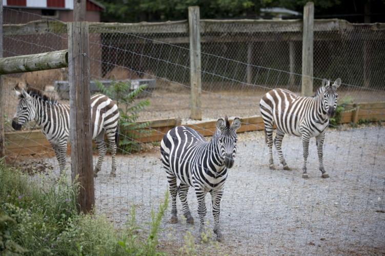 Natural Bridge Zoo owner optimistic after latest inspection