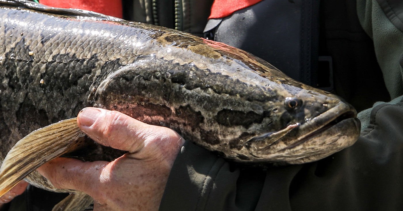 snakehead fish tennessee