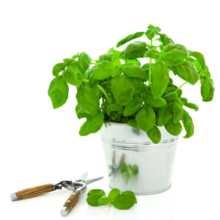 Plants to bring luck for the new year Archive