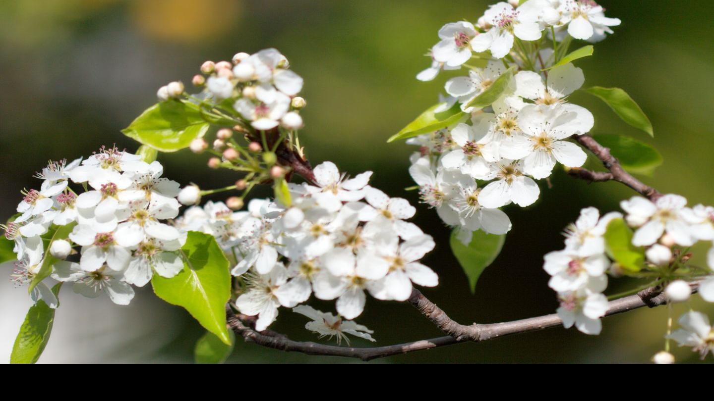 Fanatical Botanical Early Spring Flowering Trees Archive Roanoke Com