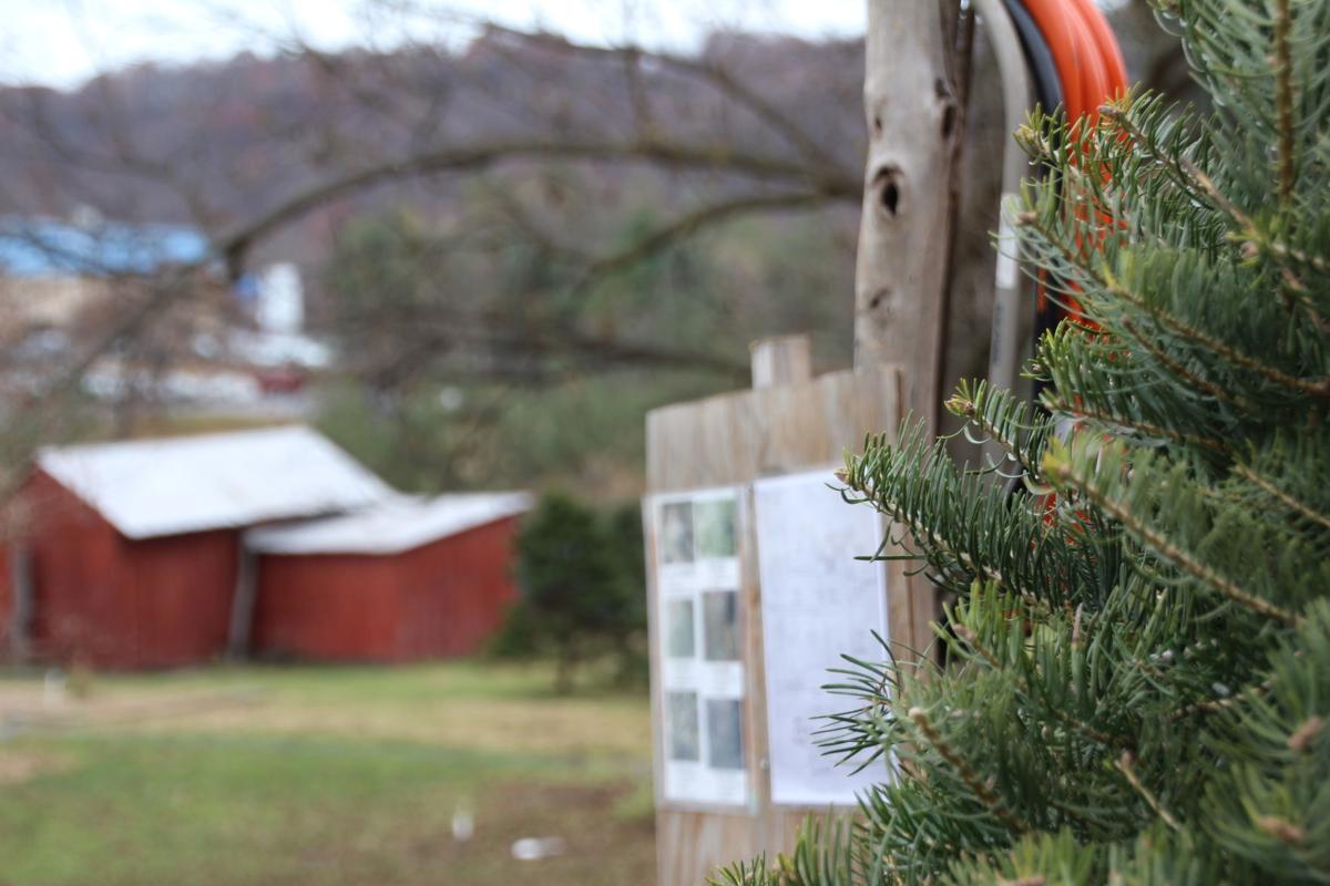 Fanatical Botanical Growing The Perfect Christmas Tree Takes Year Round Care Archive Roanoke Com