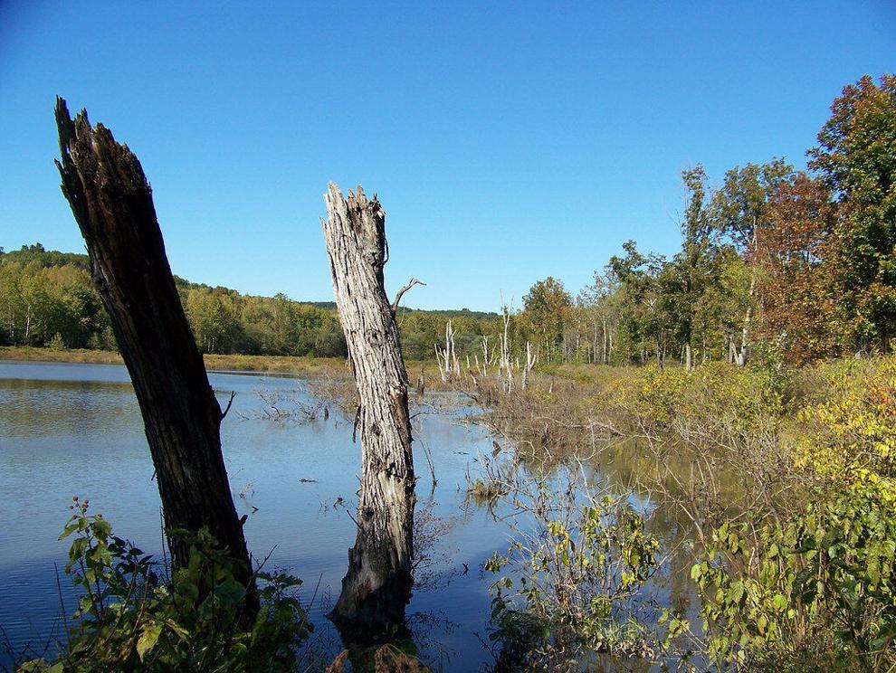 State wetlands program found out of compliance by federal government